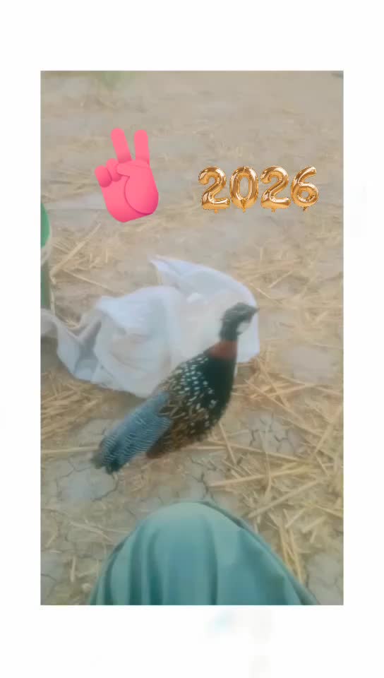 @03279280799