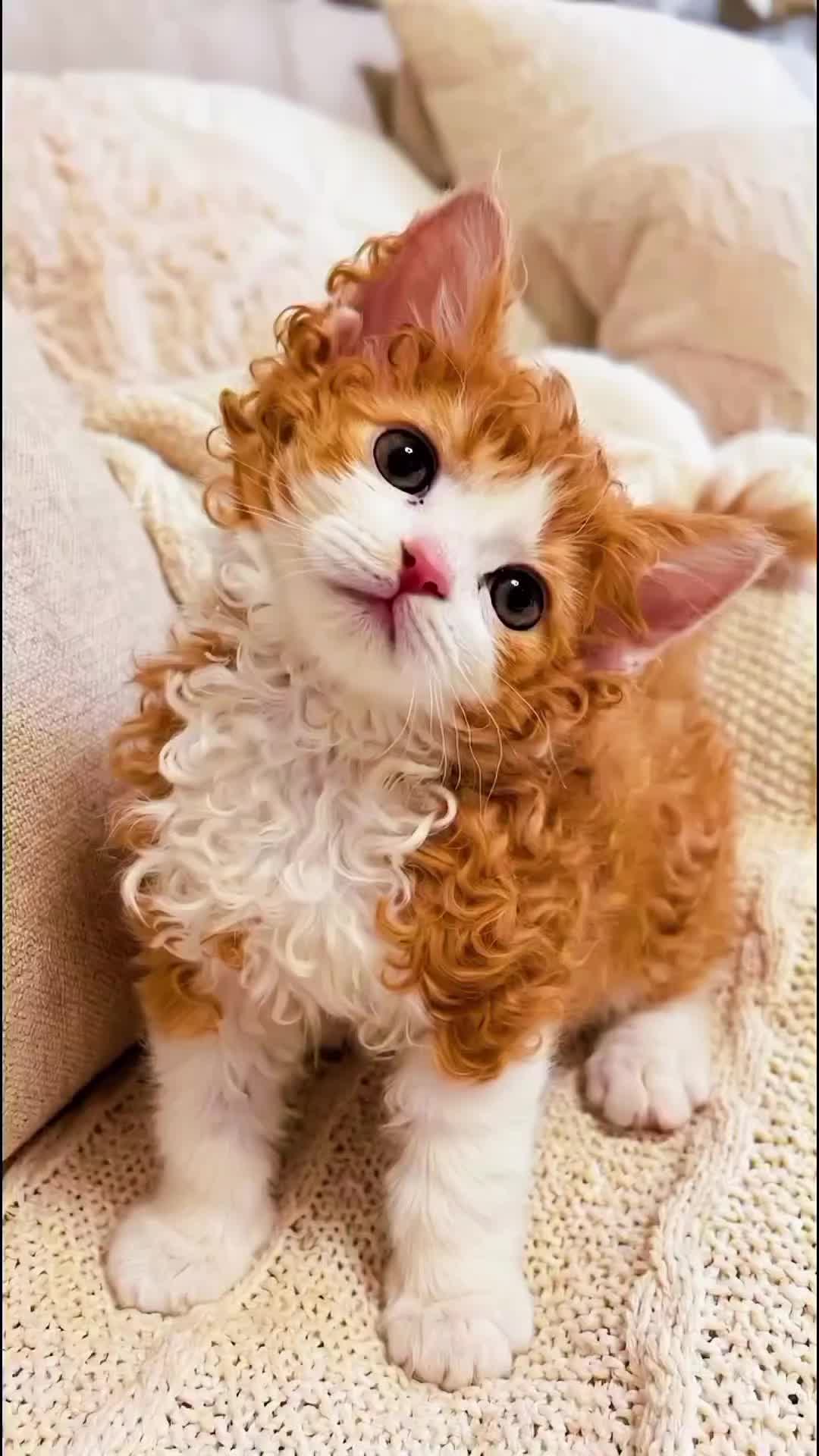 @CutekittenClub
