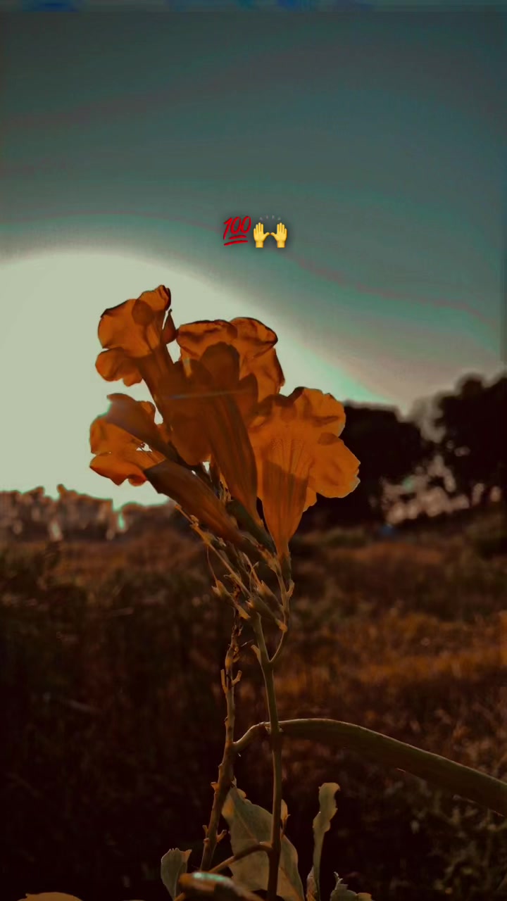 @پنڈا والے  راجپوت☘️☘️ظفر وال🤗
