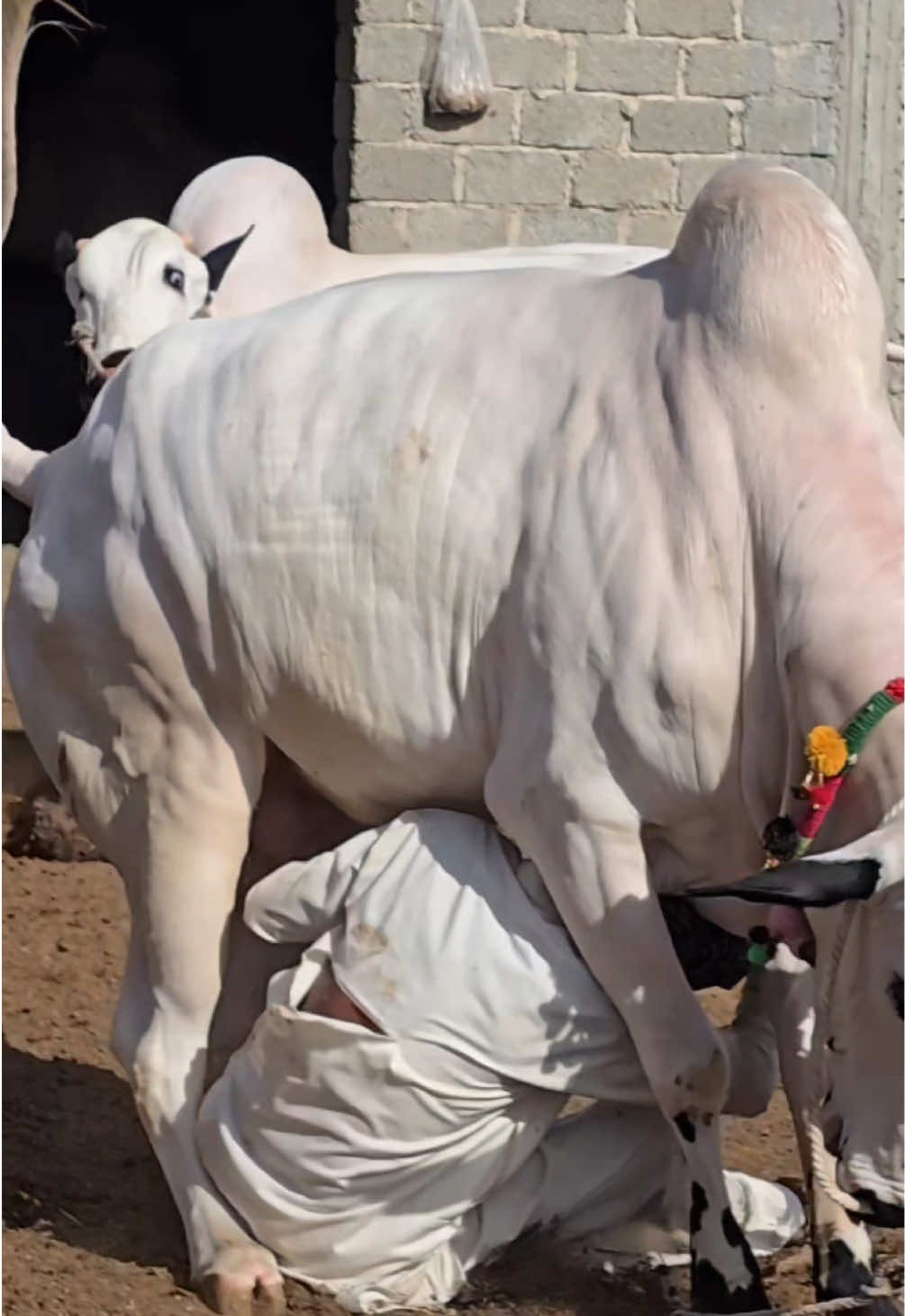 @Shinwari Cattle Farm