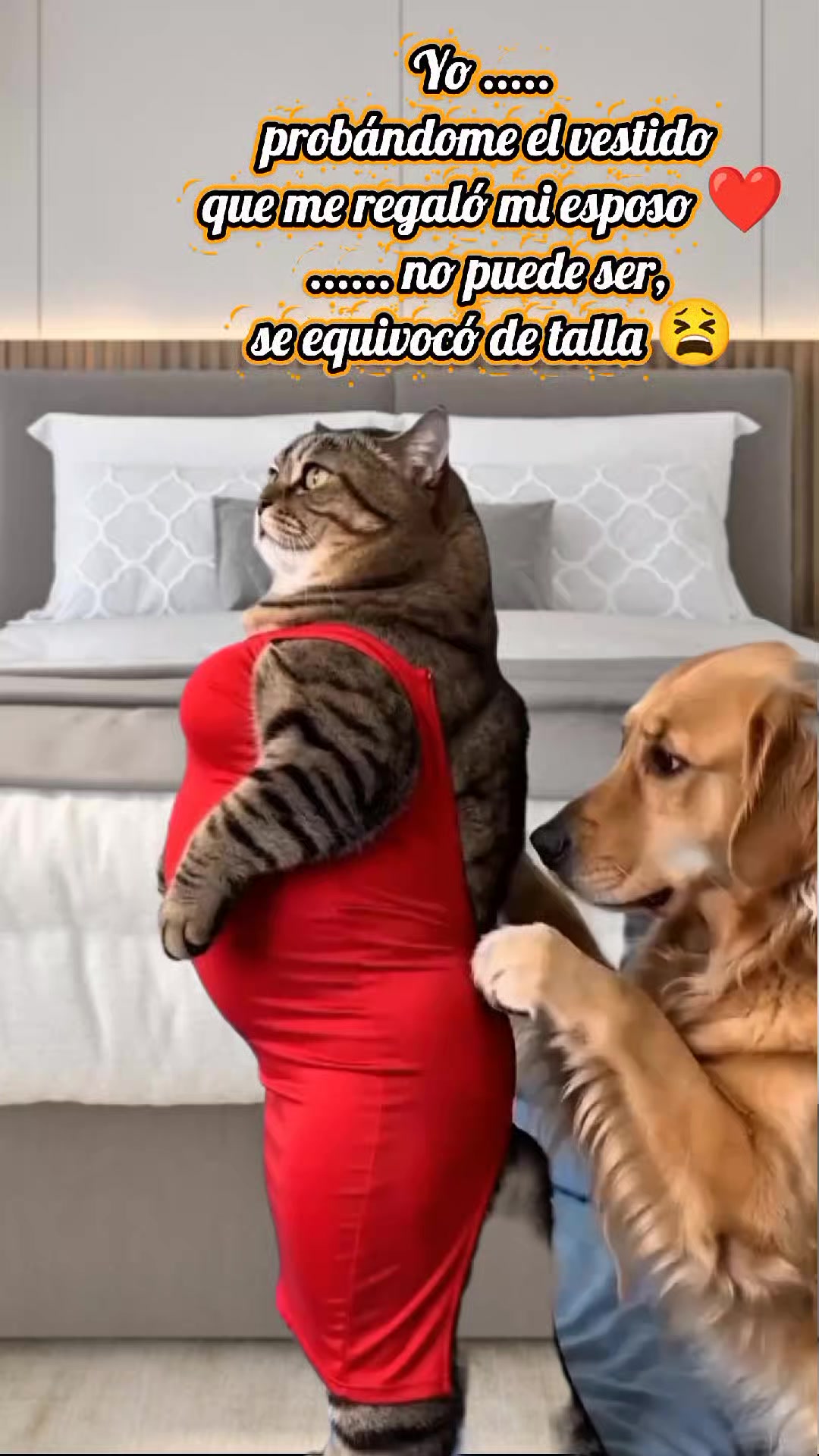 @Barbara te sigue