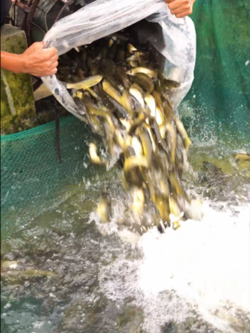 @Trại Cá Giống Quang Lâm