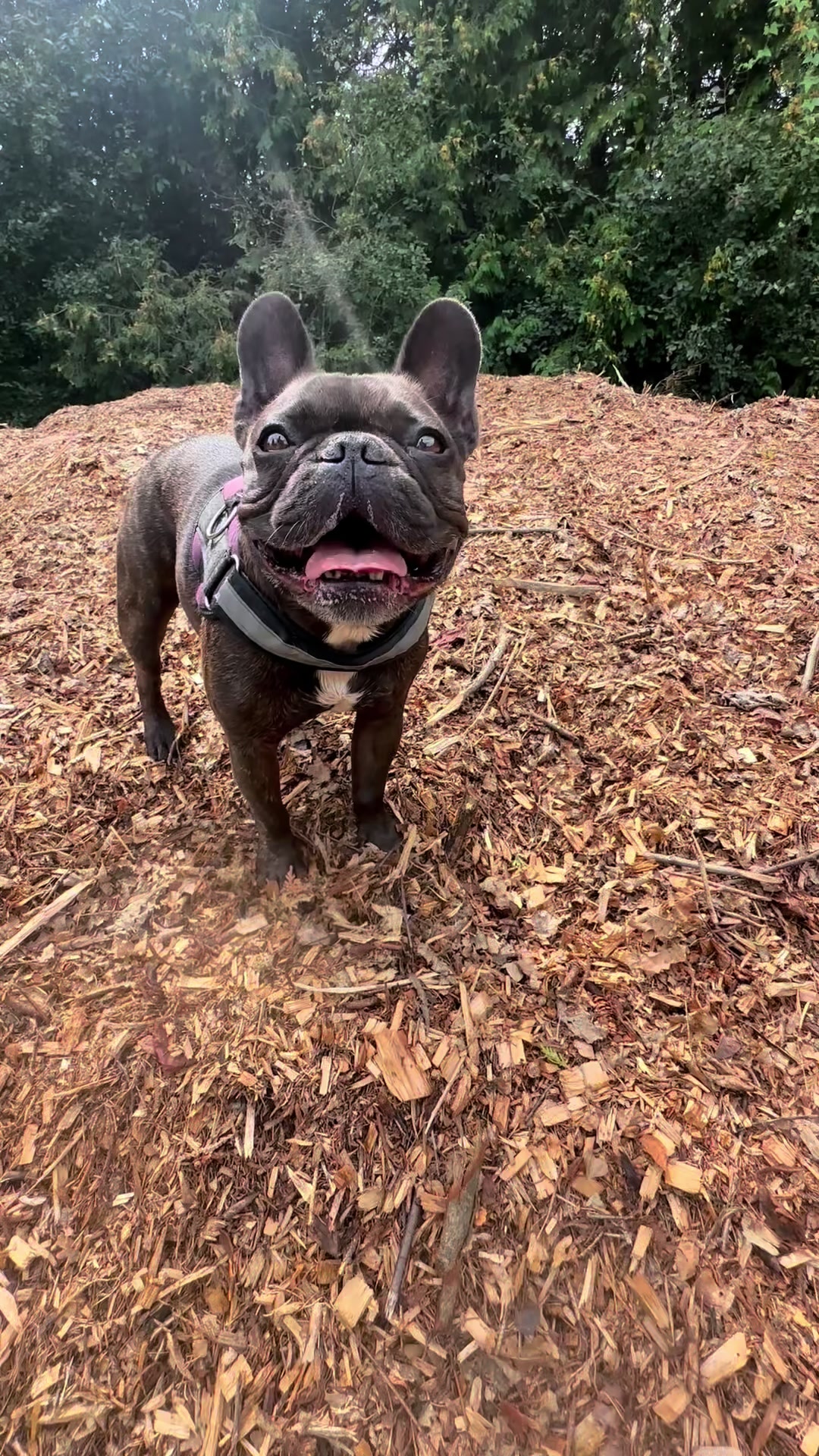 @Lucy the Frenchie