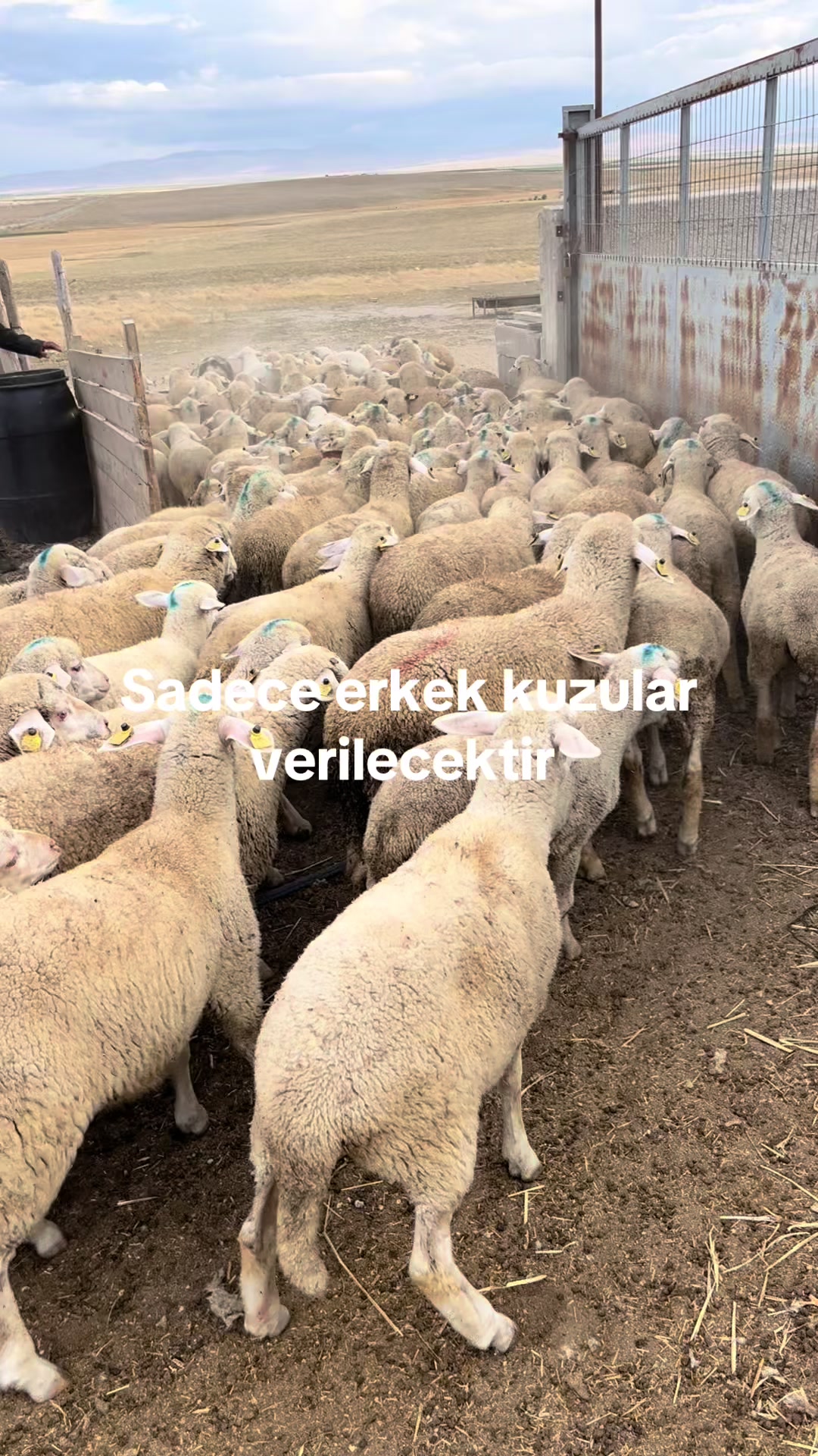 @KAPAKLIKAYA HAYVANCILIK