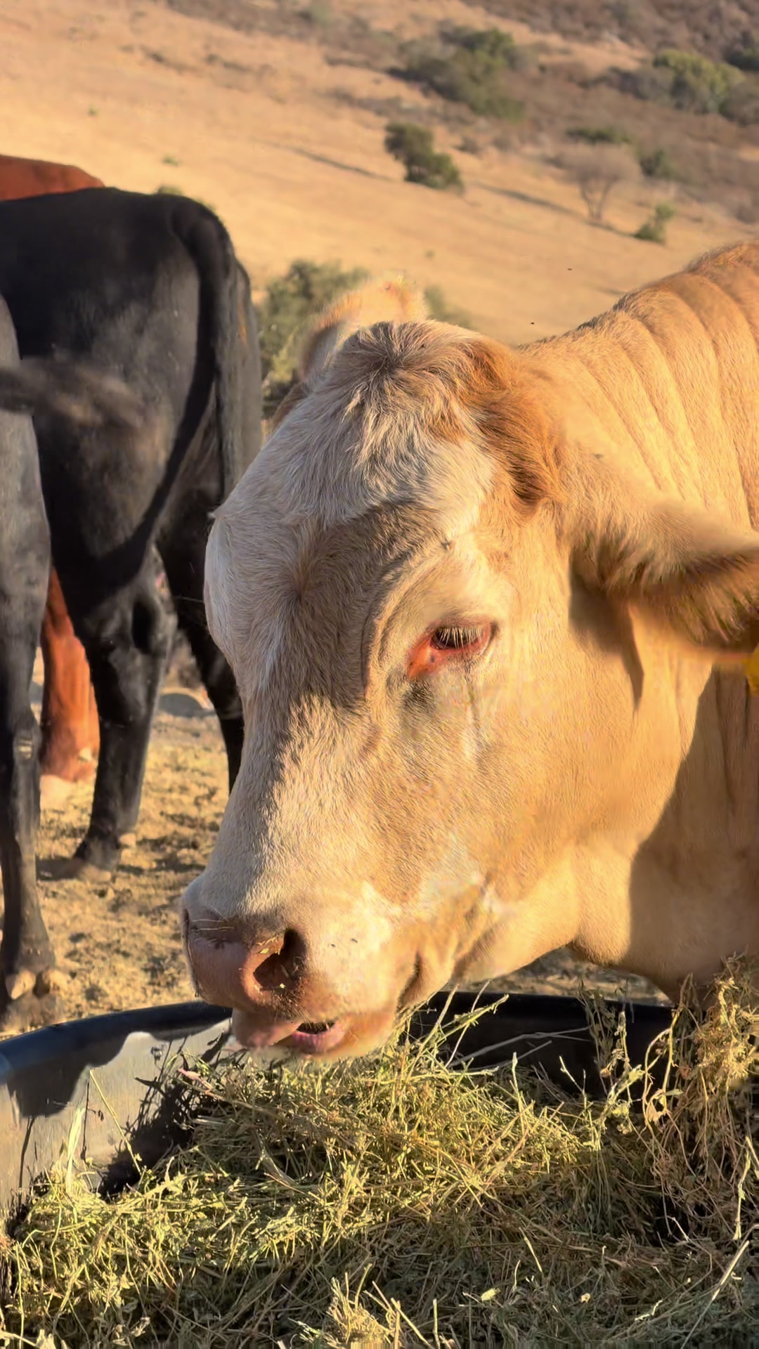 @hvrcattle