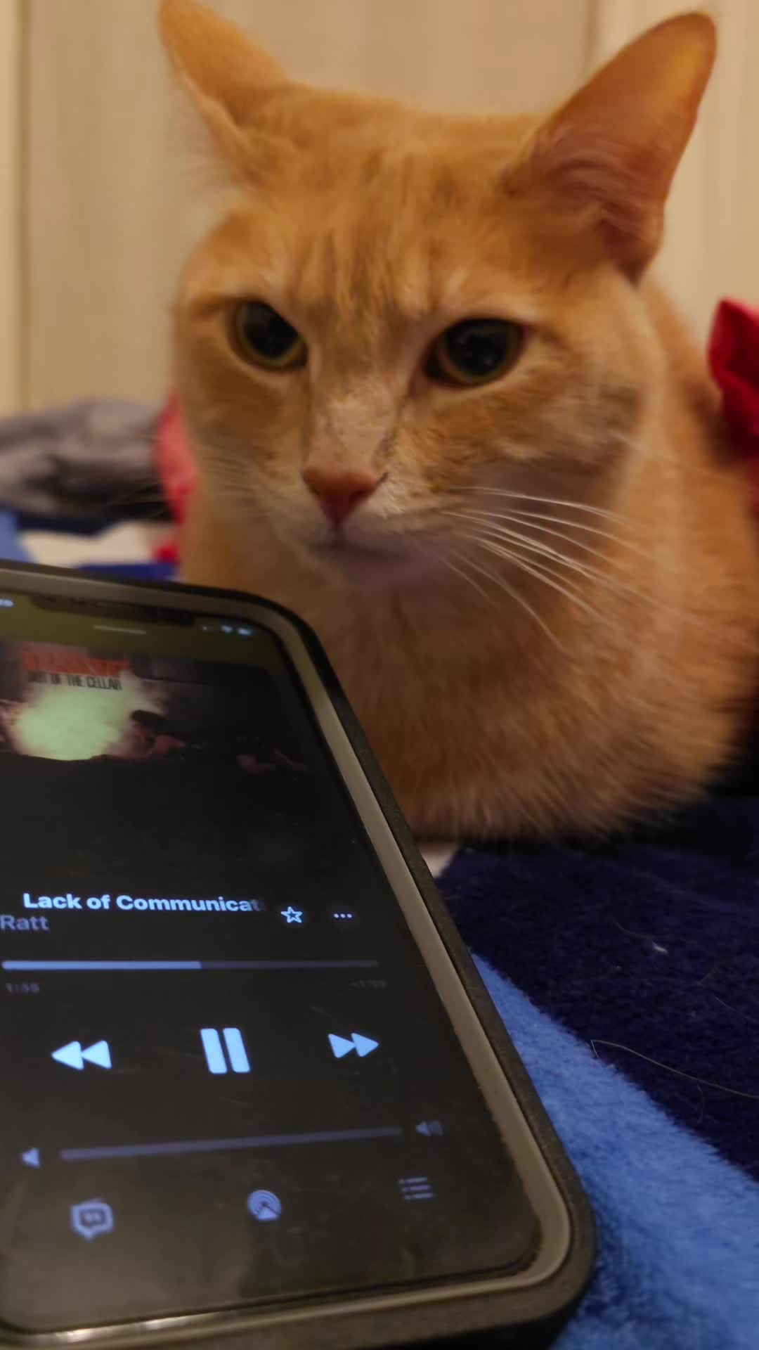 @Theorangecat🐈