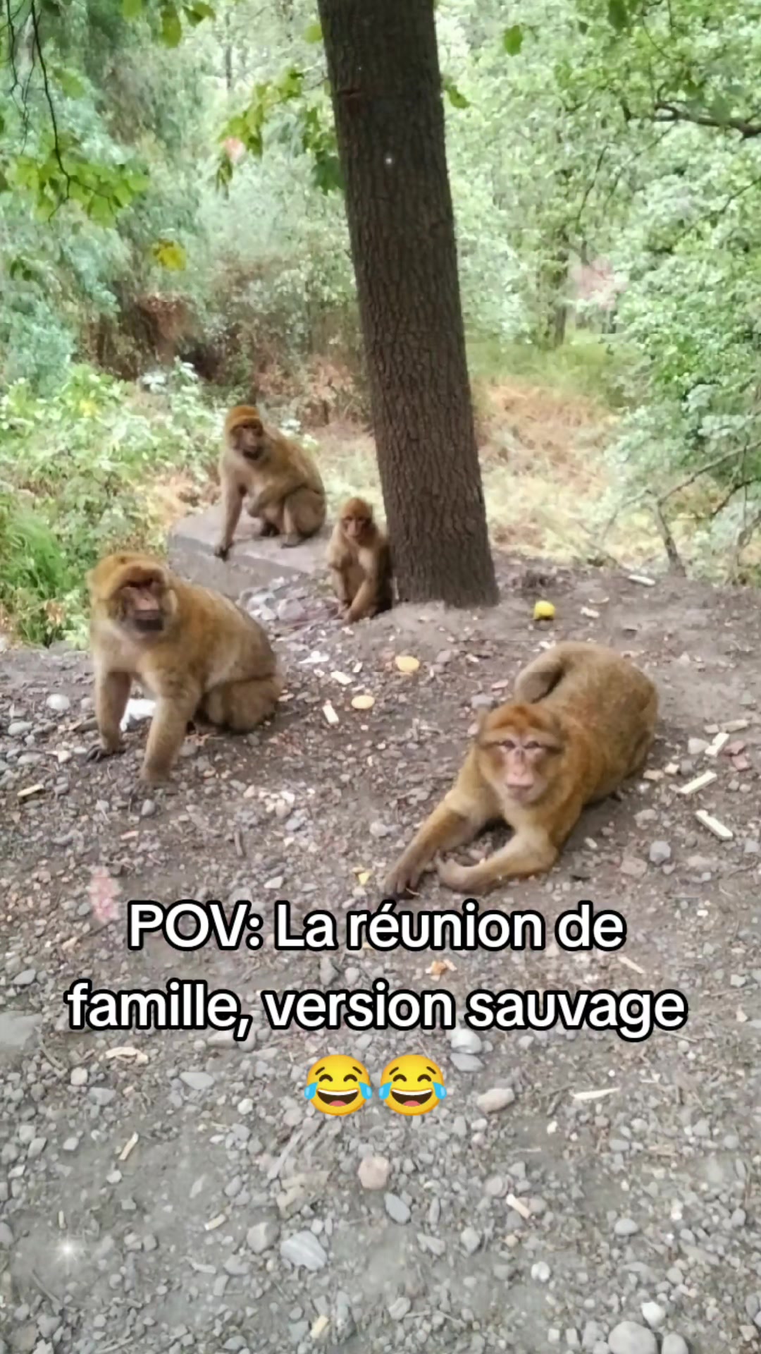 @kamelia
