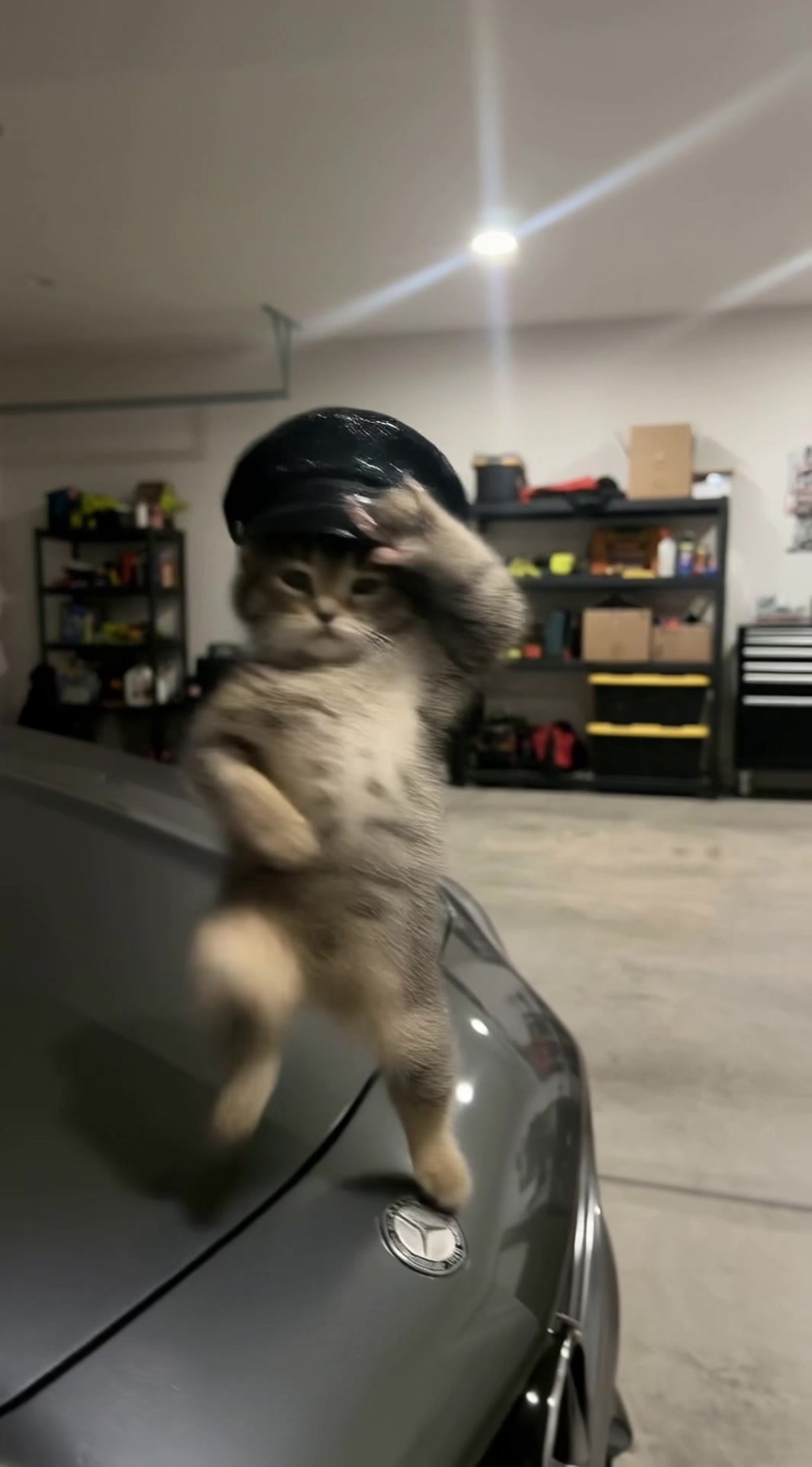 @Go ! Go! Catolution!