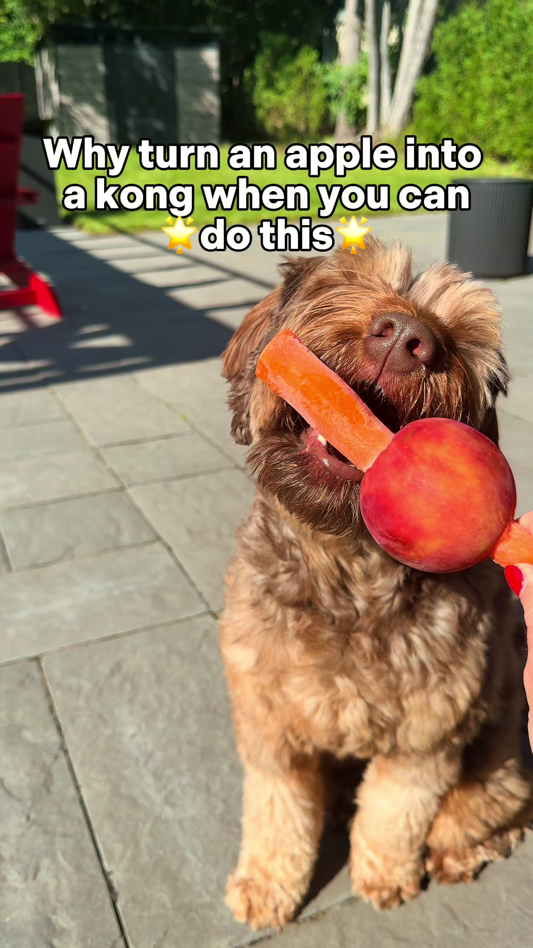 @Dogs Made Simple