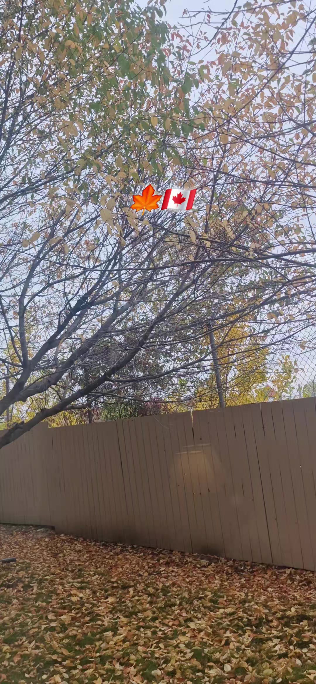 @Aana🇨🇦🇹🇭