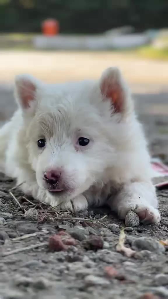@PETS LOVER 🐕