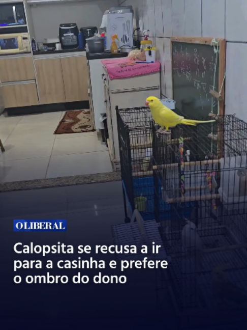 @O Liberal