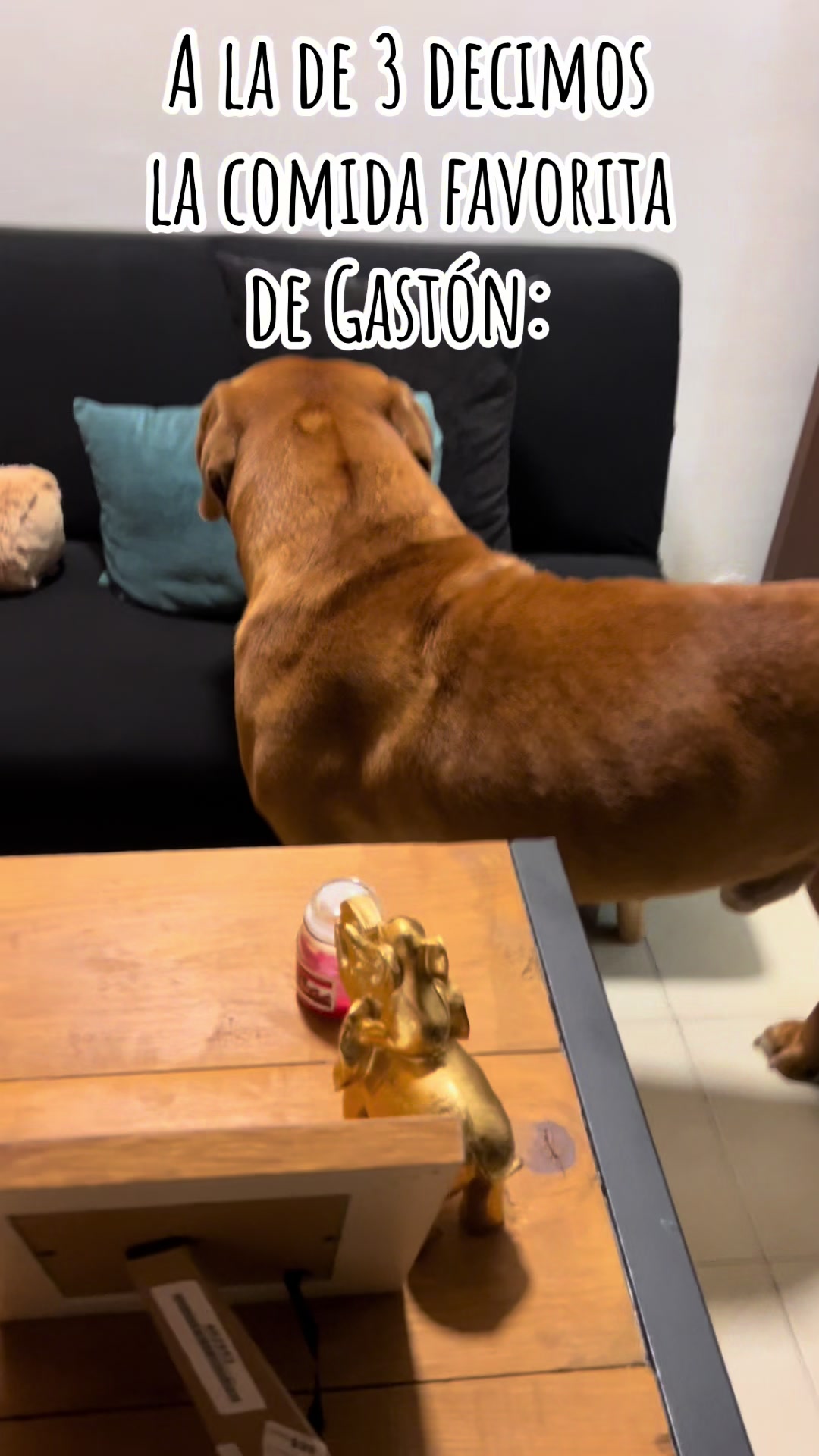 @Gaston el cachorro
