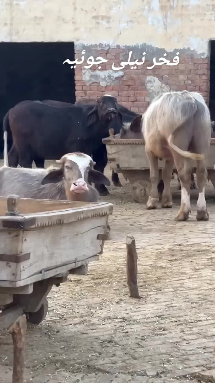 @GUJJAR DAIRY FARM