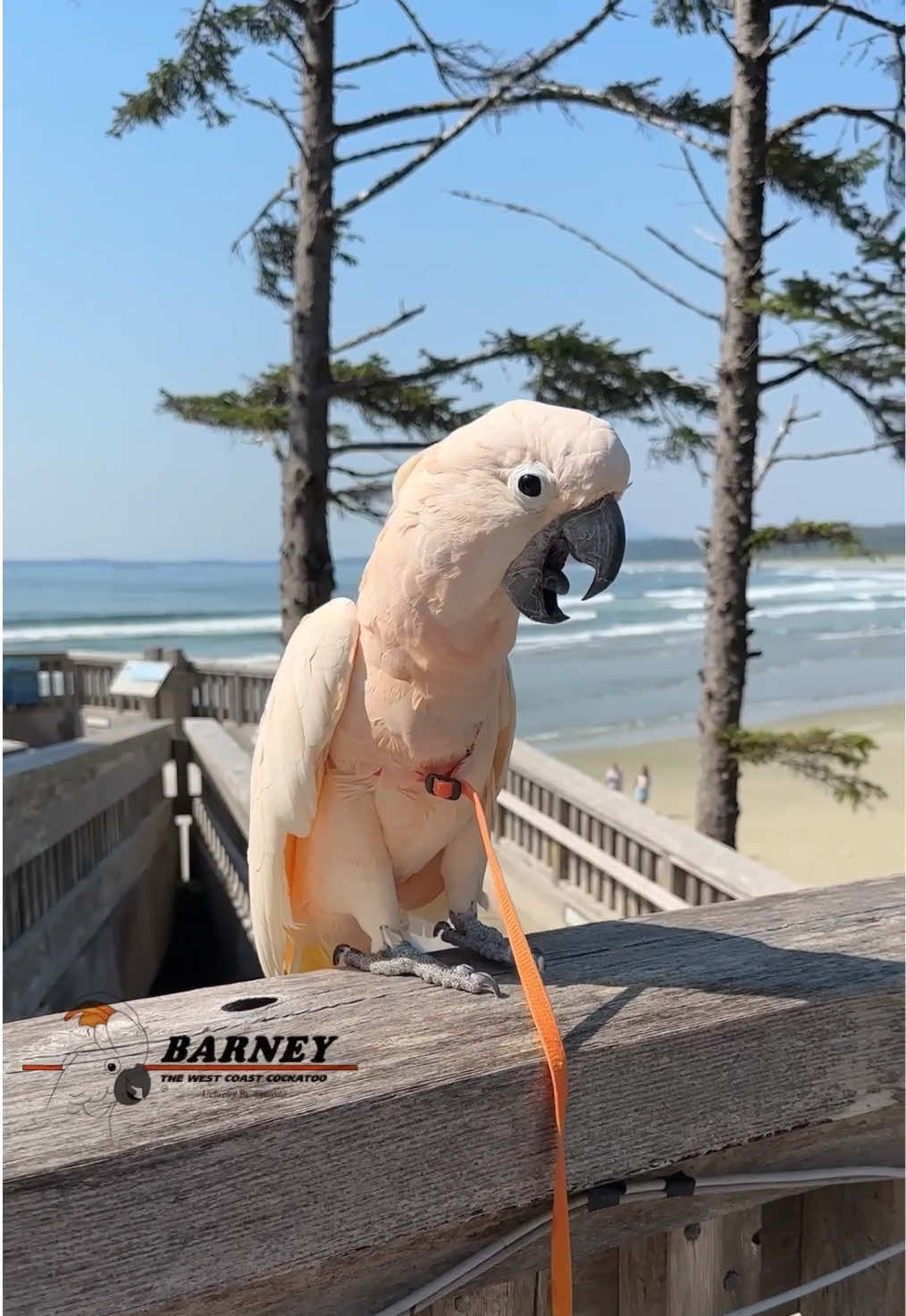 @Barney the West Coast Cockatoo