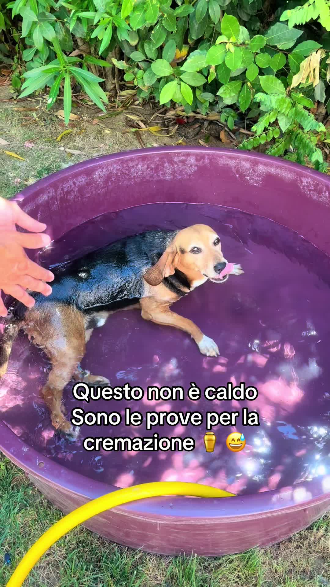@Cippy & Romeo-a🤣