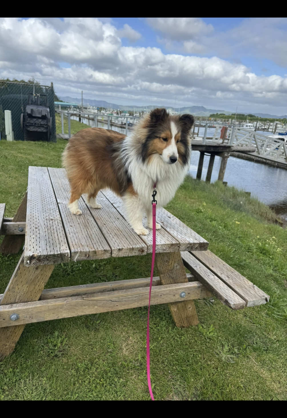 @Heather Discovery Canine Adv.