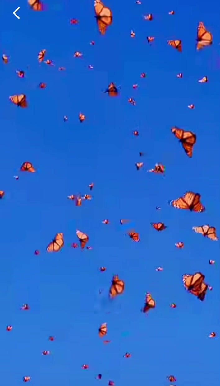 @Nature☘️🍀🍃🍁🌿