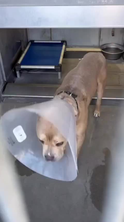 @Cane Corsos