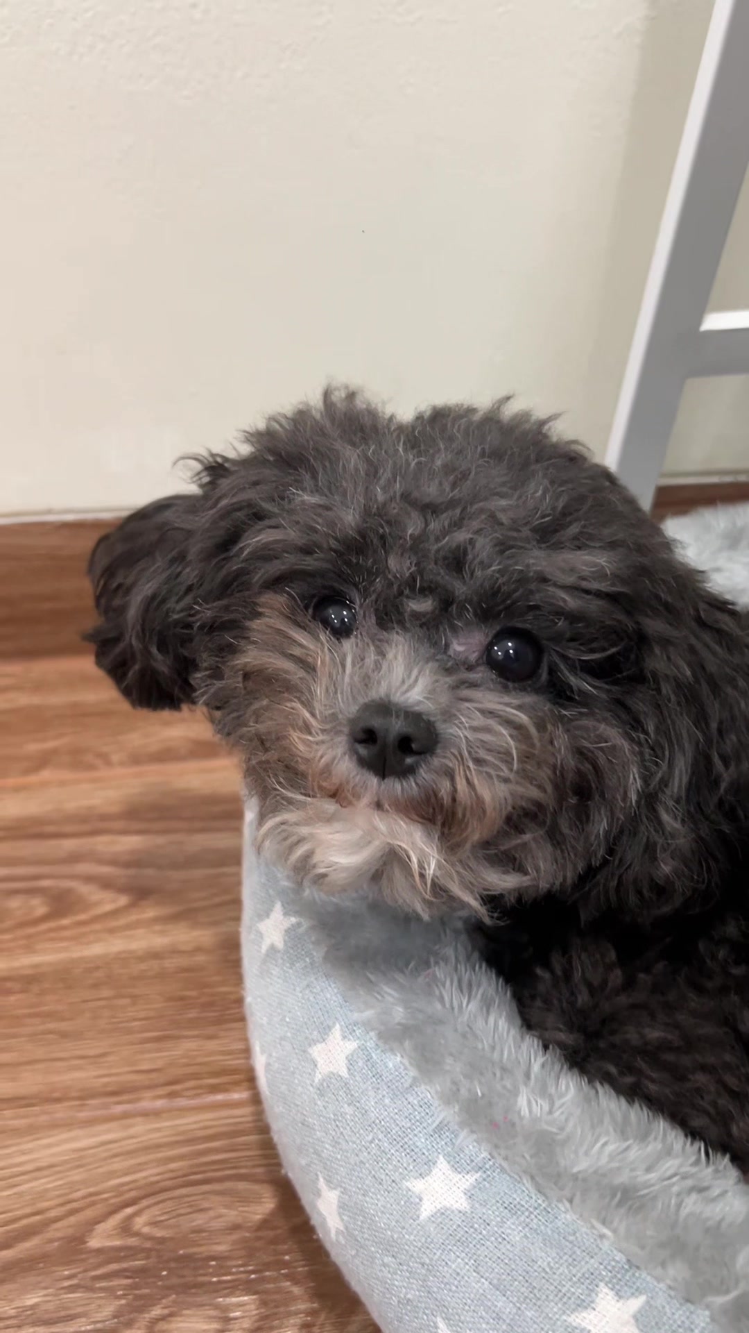 @chippi the poochon