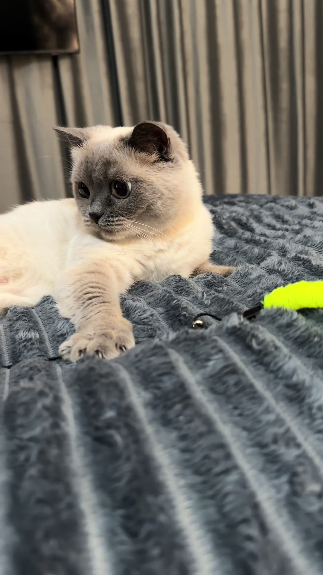 @Трускавецька киця 😻