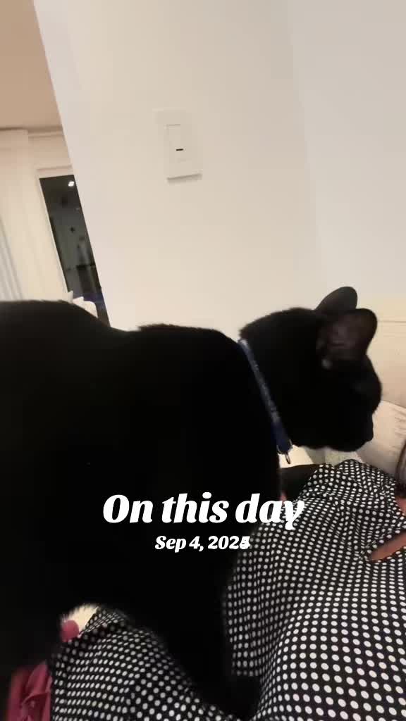 @Oscar&ensp;Jeremy&ensp;the&ensp;cat!
