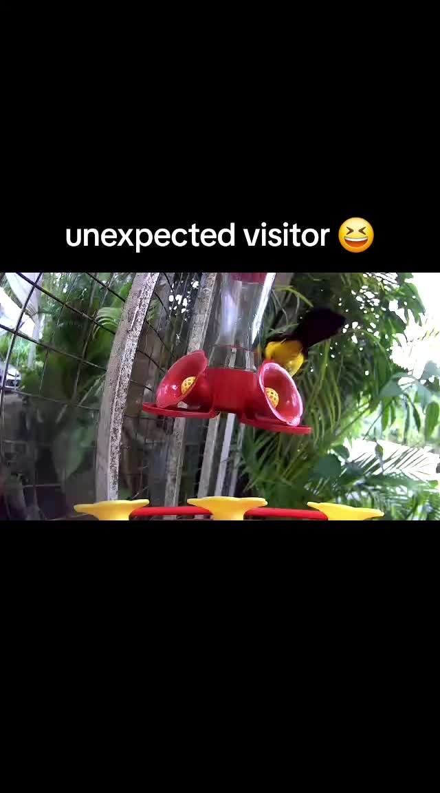 @kryssypeppa