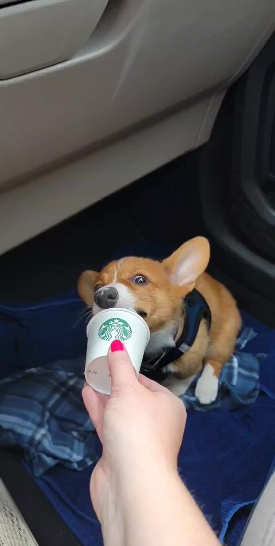 @Chelsea | Corgi Mom 🐾