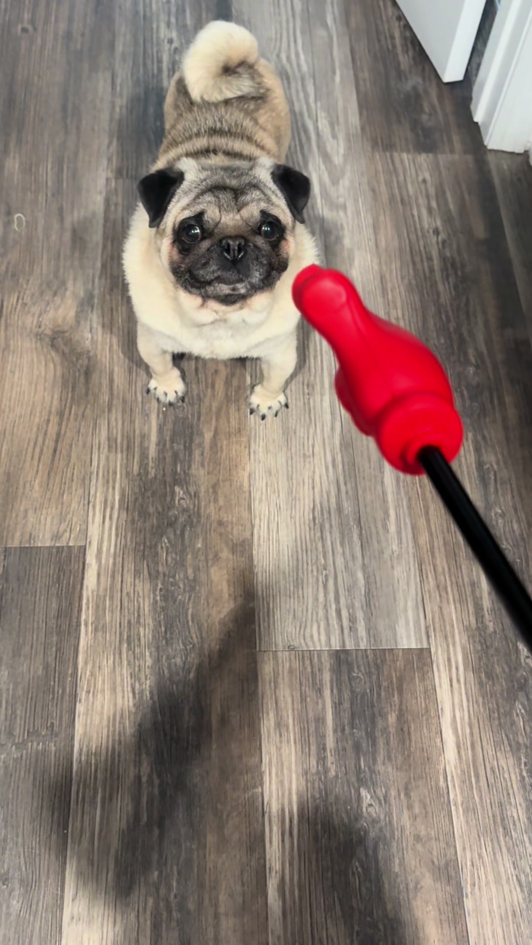@Rocki the Pug 🐶