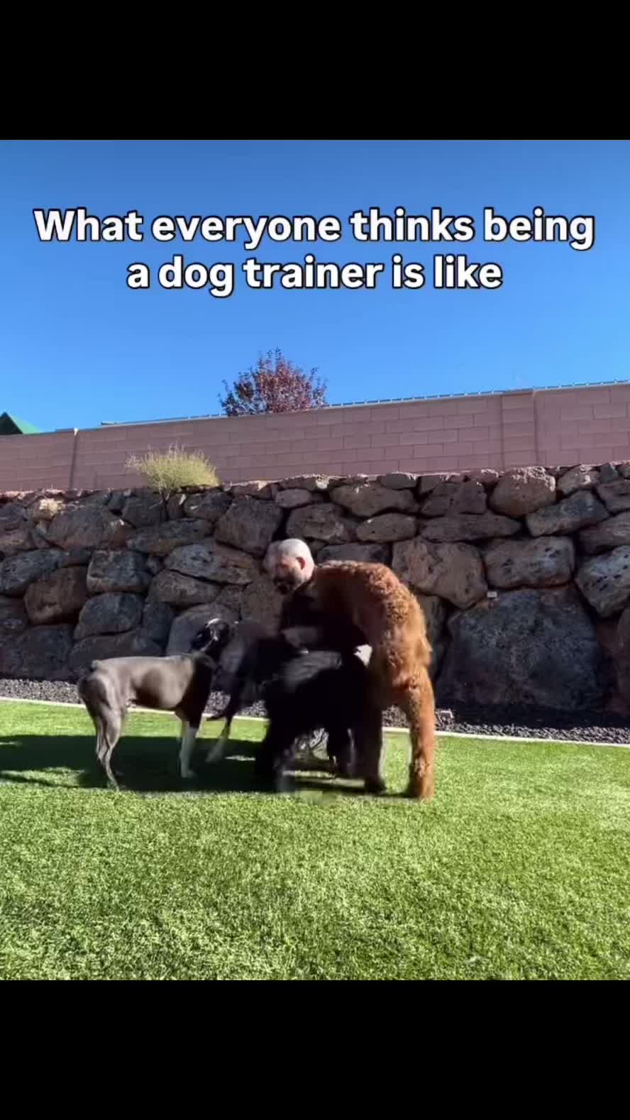 @Lobato Dog Training
