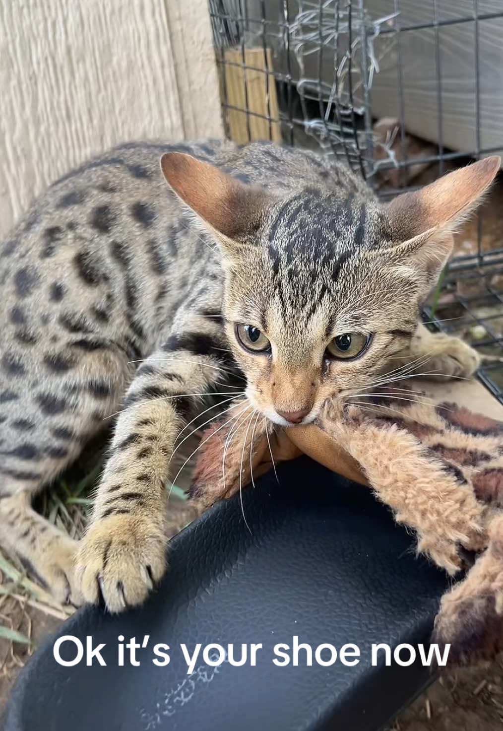 @BAO THE SERVAL