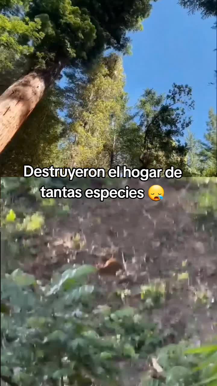 @𝕃𝕚𝕤𝕤 ℝ𝕖yes🇸🇻