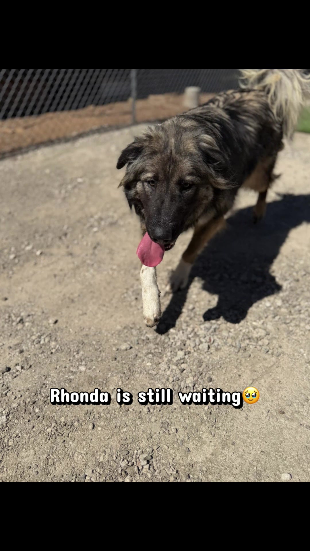 @Feedingperrisstrays