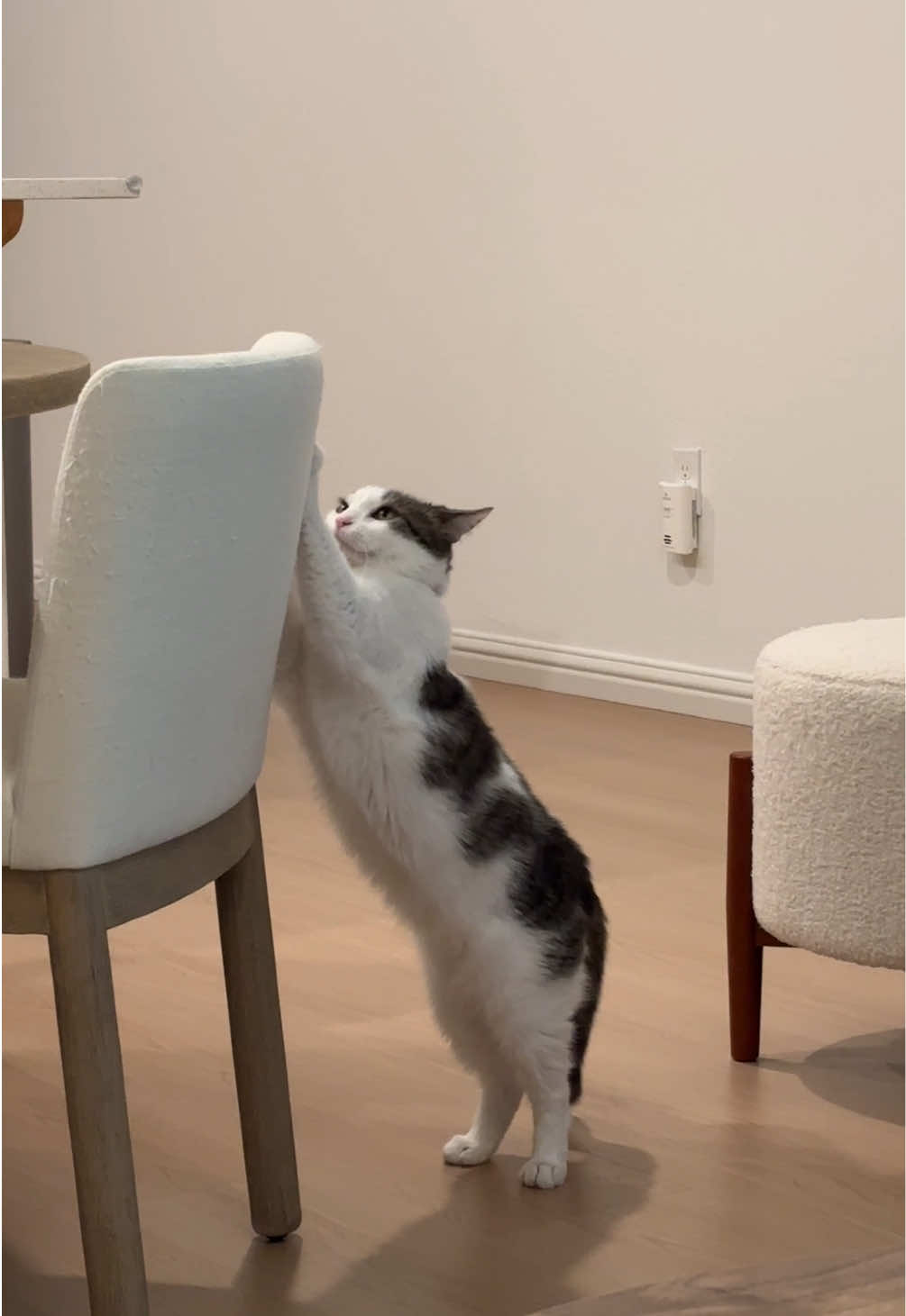 @Mimi Wawa Meow