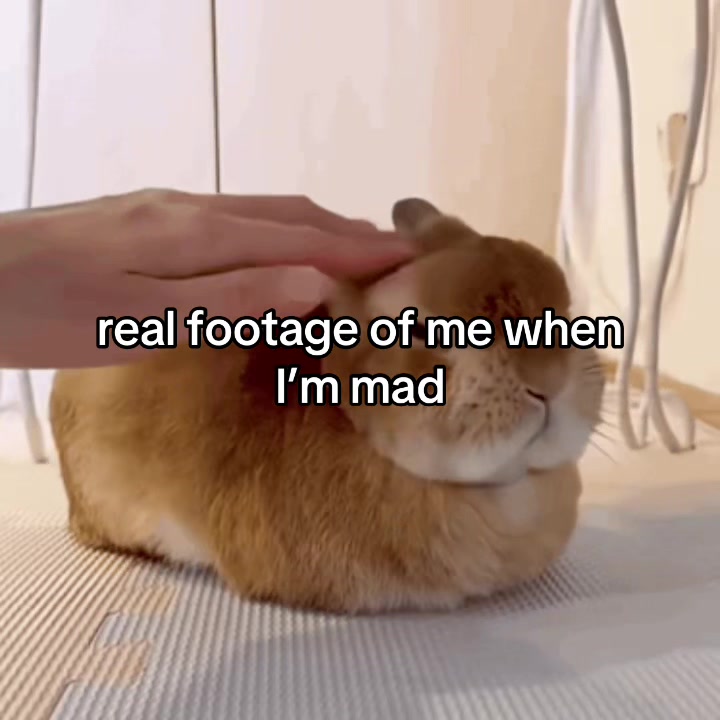 @chicken nugget