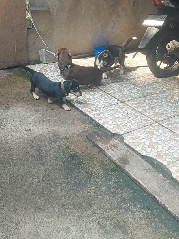 @Cileunyi Rabbit