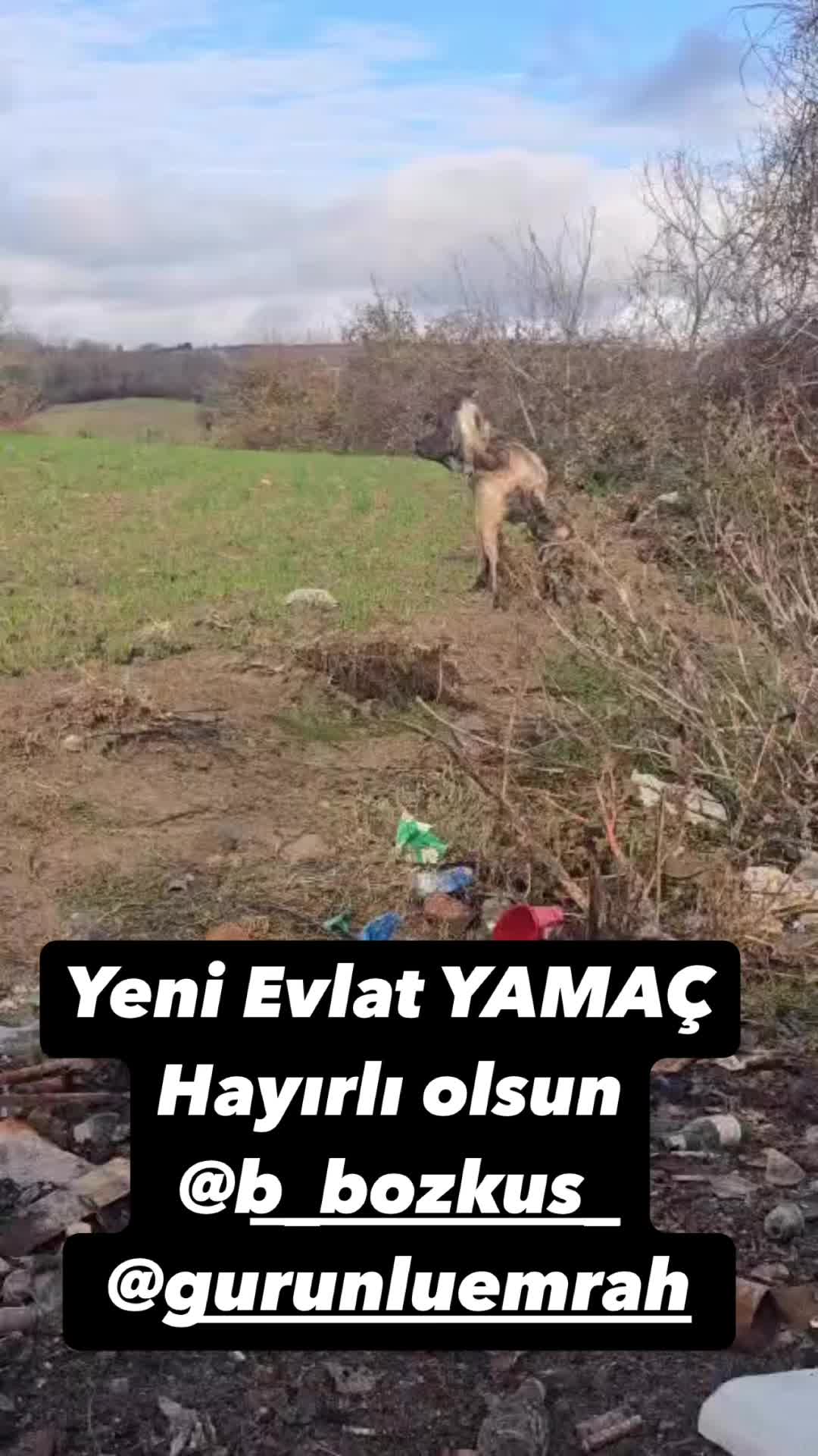 @Gürün.kennels58