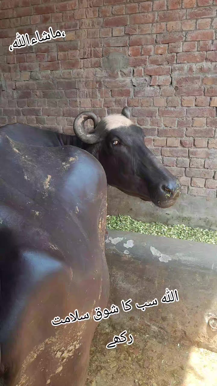 @Honey singh('gujjar')