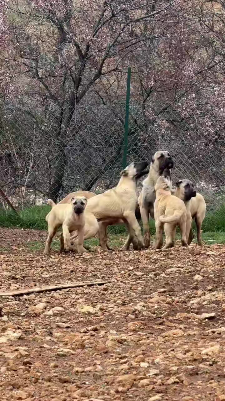 @Fırat yalçın Sevgi