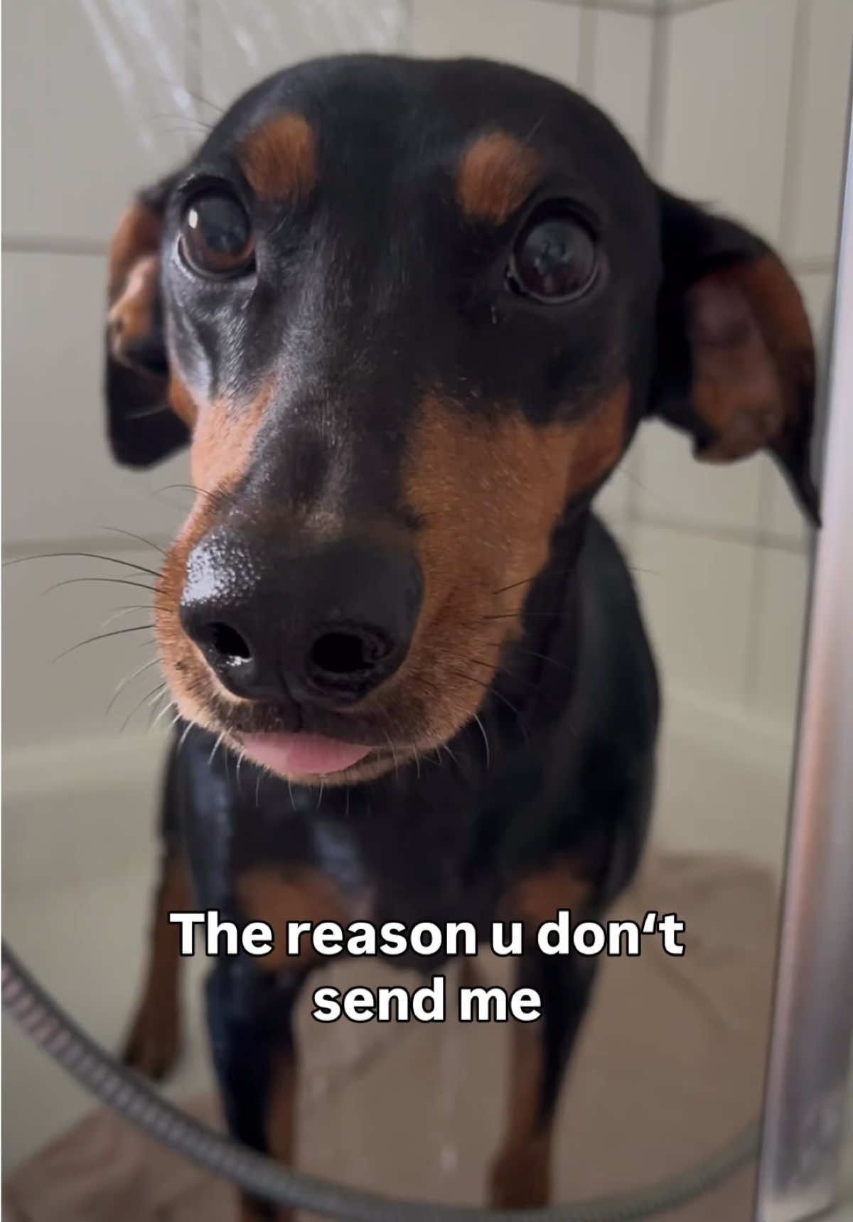 @AlvaTheHotDog