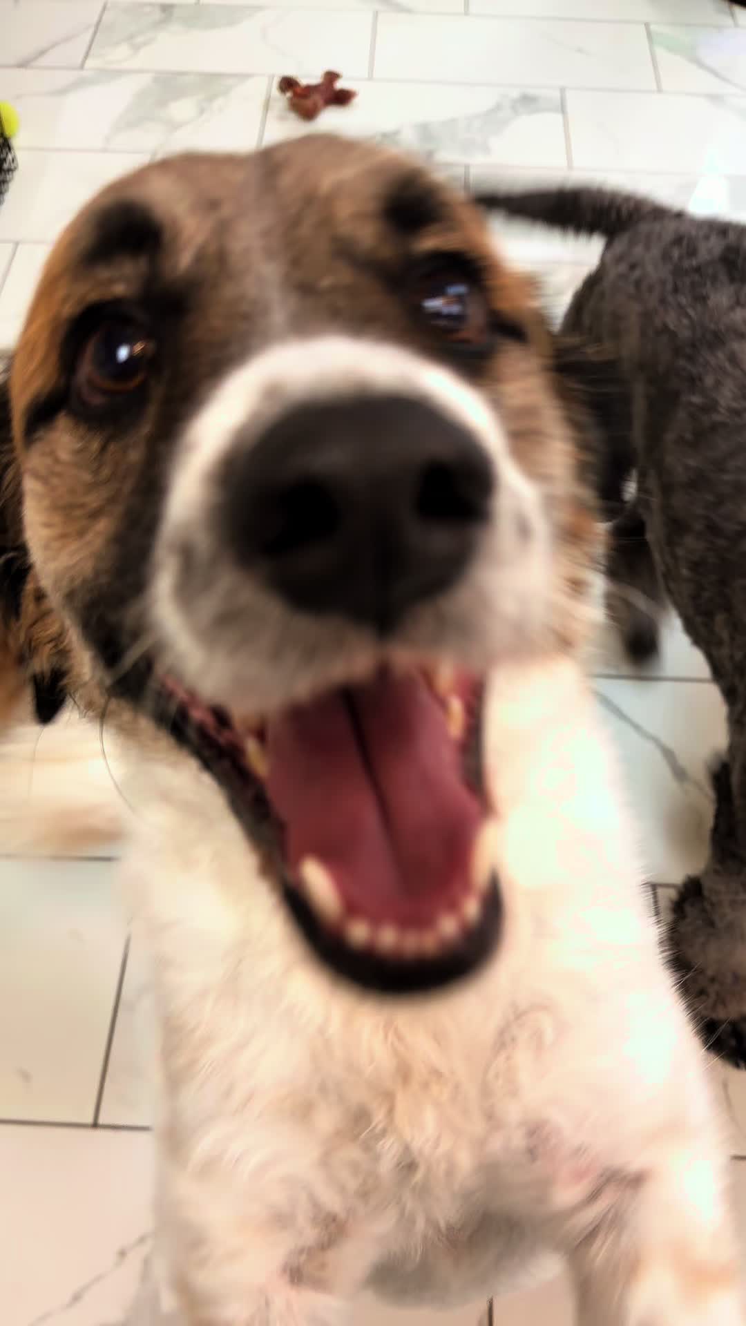 @The_BeautyBark