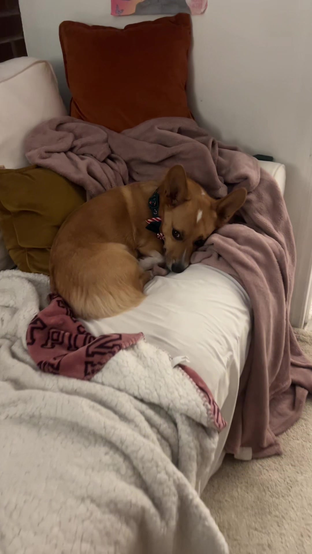 @Cosmo The Cute Corgi