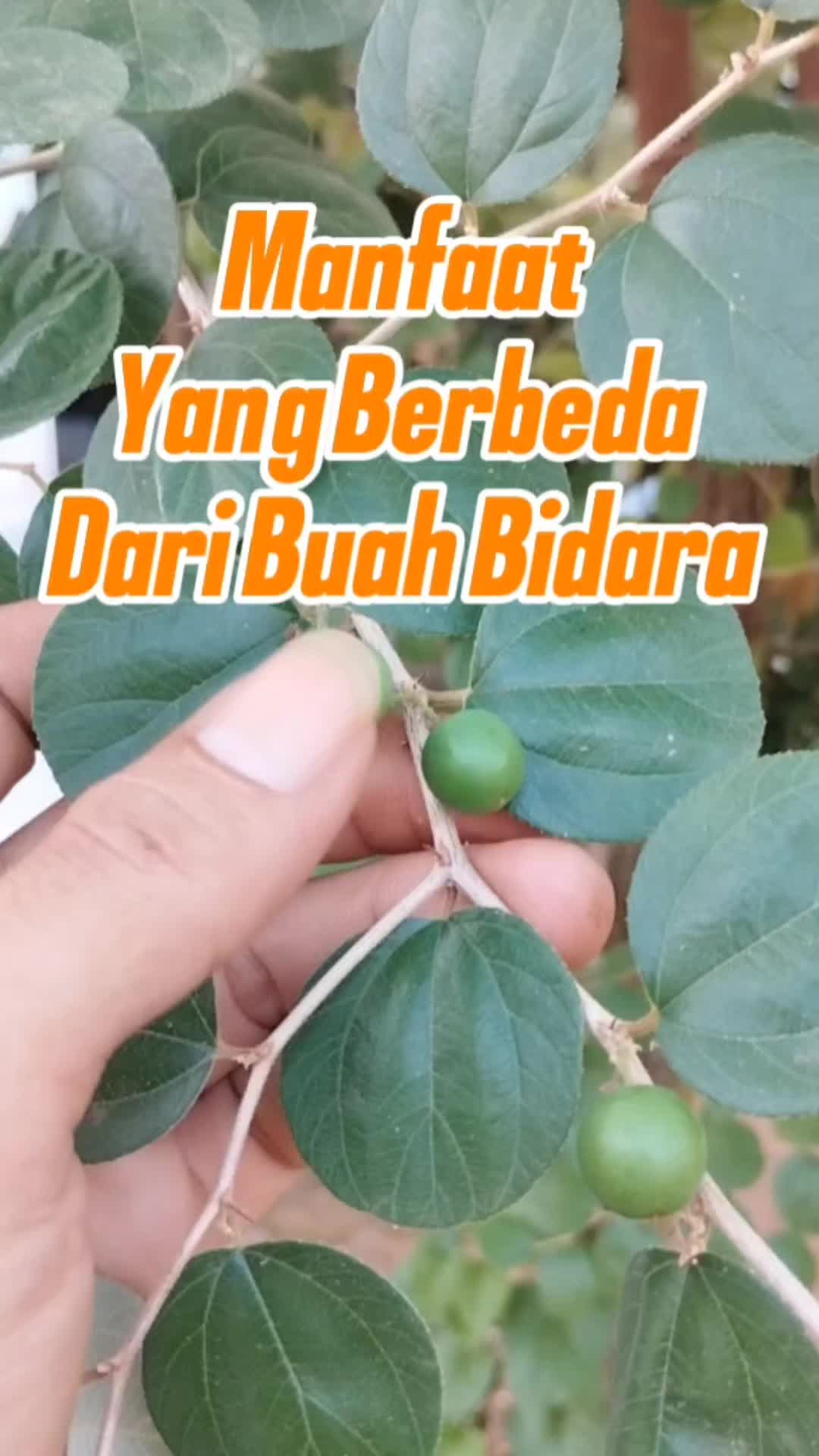 @Bukit Farming