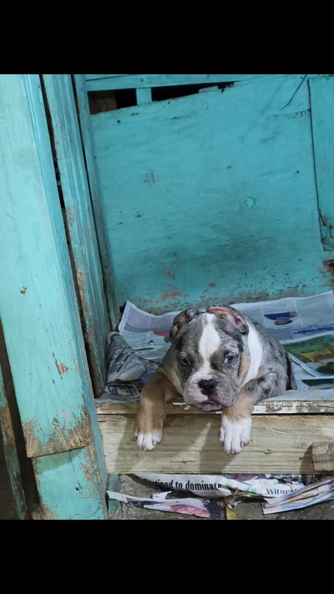 @machinesquad kennel