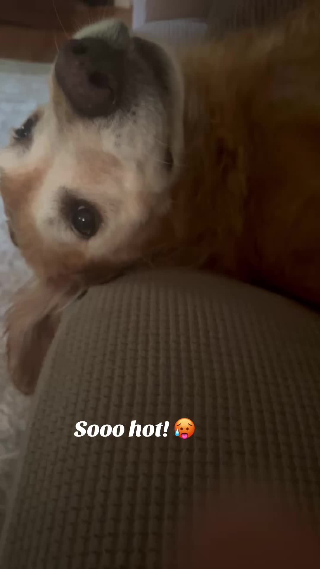 @lifewithduke2025