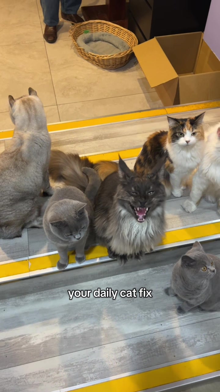 @crazycatcafe