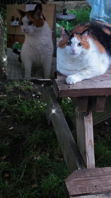 @mi gata la más hermosa
