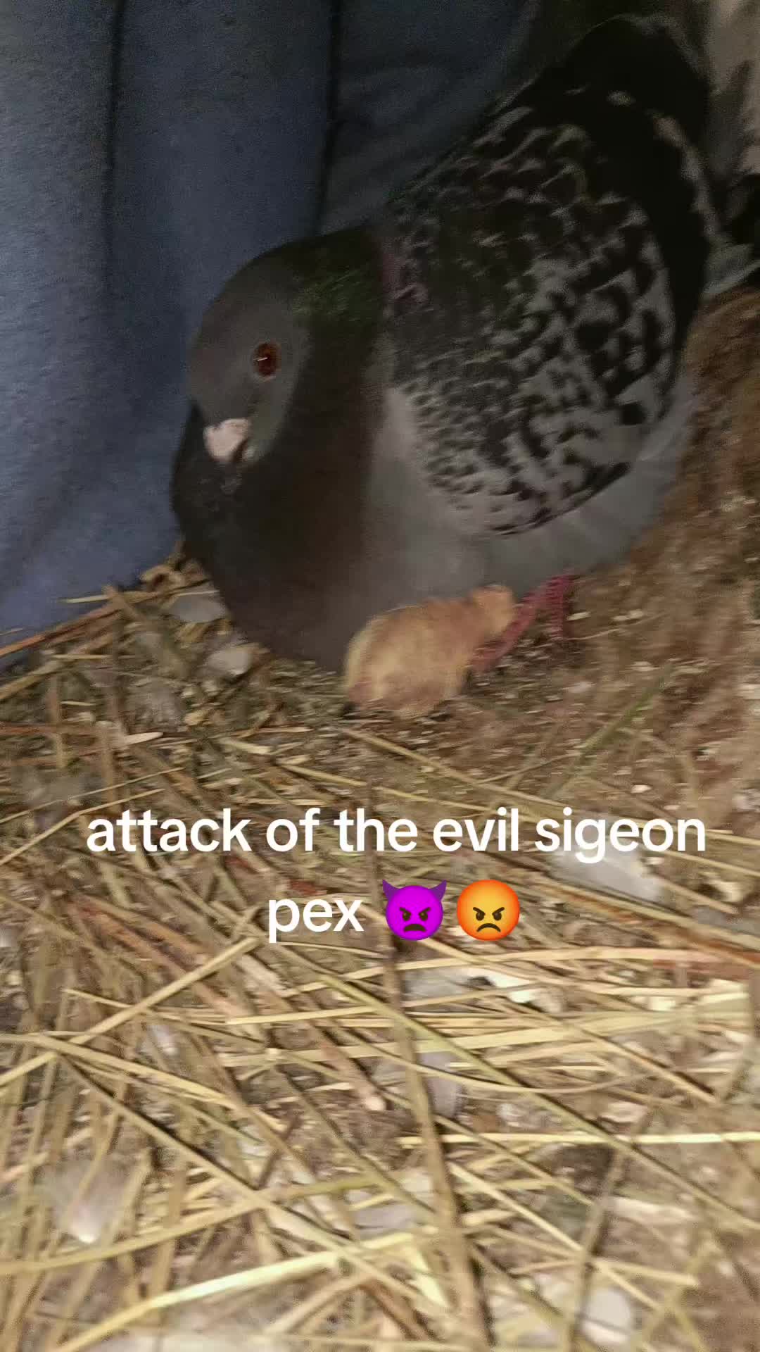 @Pigeon_which_unusual3
