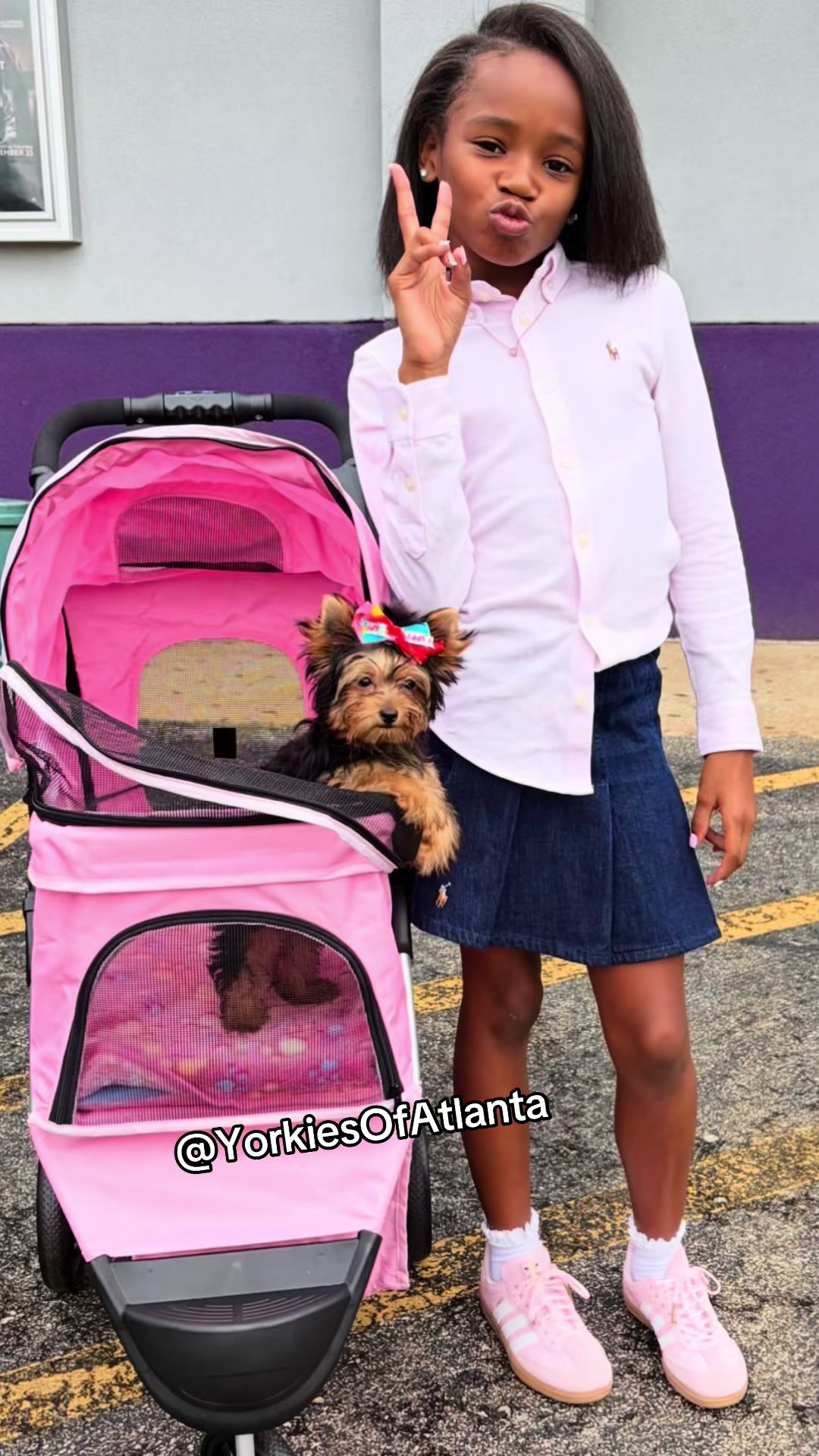 @Yorkies Of Atlanta