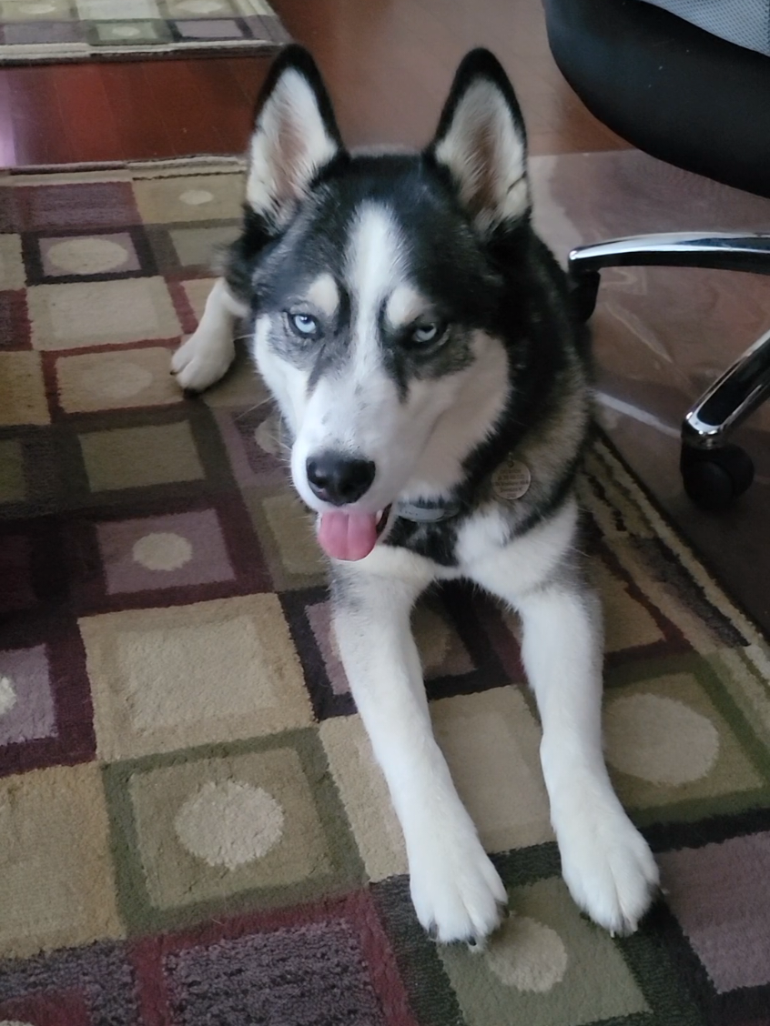 @the Hussey Husky